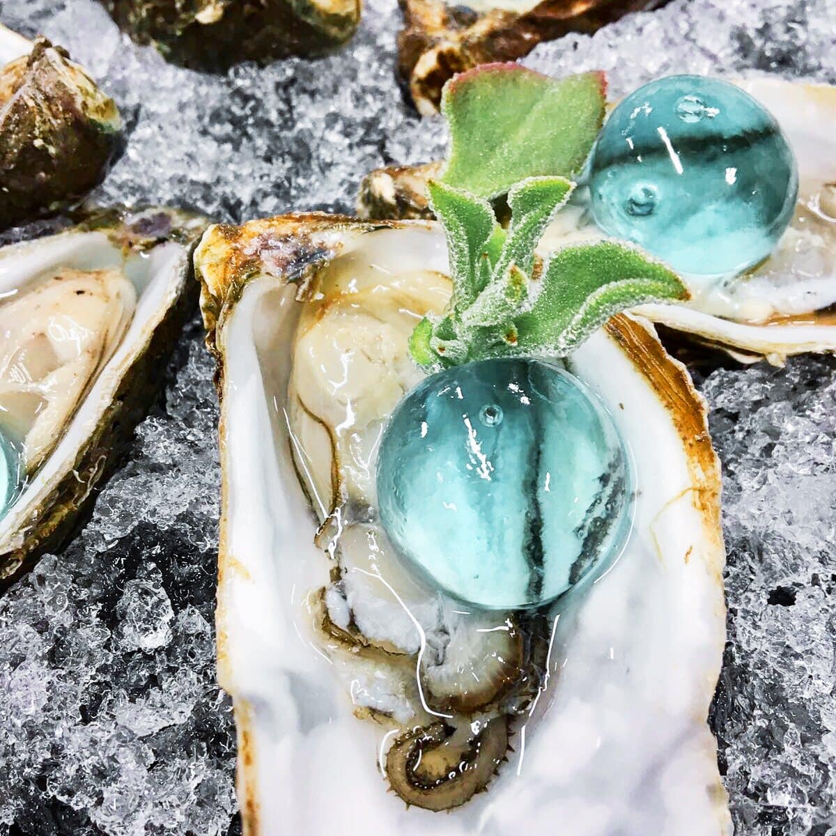 Ostra abierta sobre hielo picado con una Pearl de Gin Tonic y una hoja de salvia